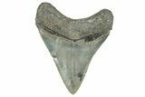 Serrated, Fossil Megalodon Tooth - South Carolina #327567-1